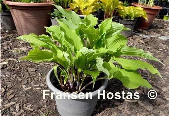 Hosta Chris' Black Ruffles